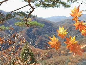 埠柳镇新项目，引领地方经济发展的新引擎